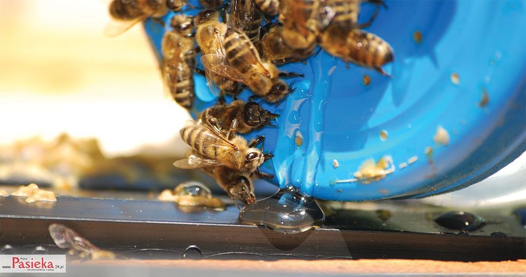 Wielki poradnik pasieczny