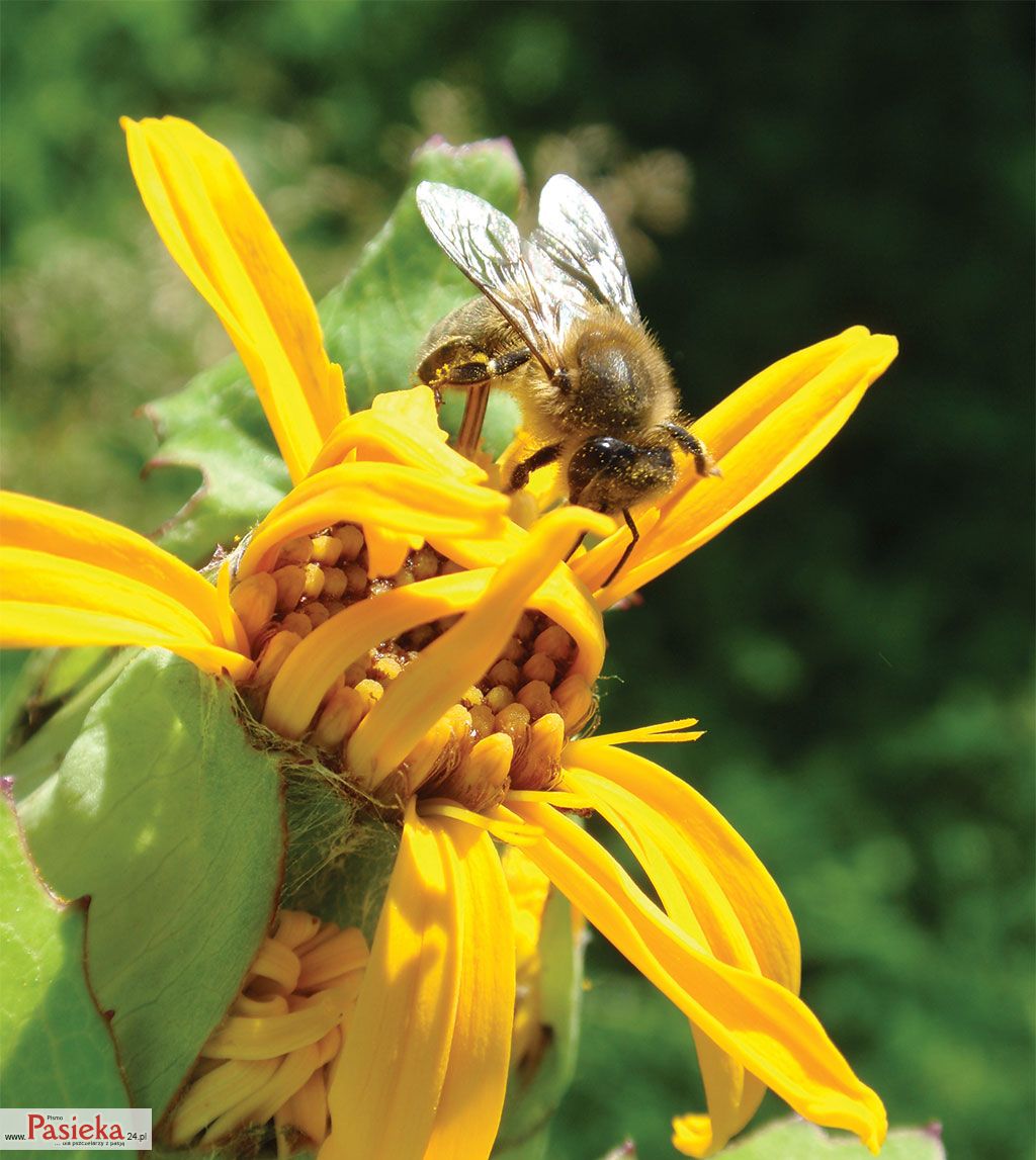 Wielki poradnik pasieczny