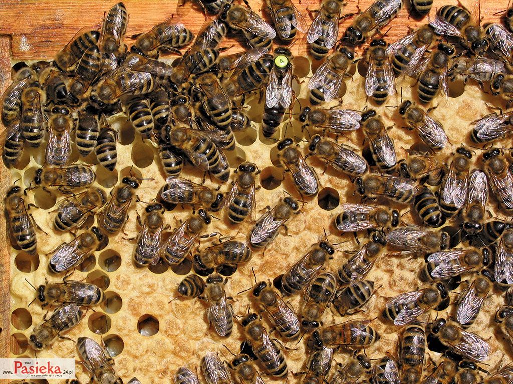 Wielki poradnik pasieczny