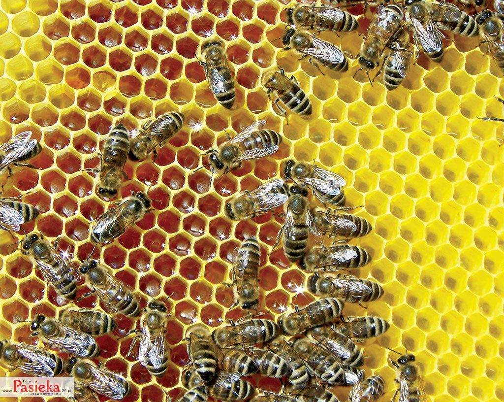 Wielki poradnik pasieczny