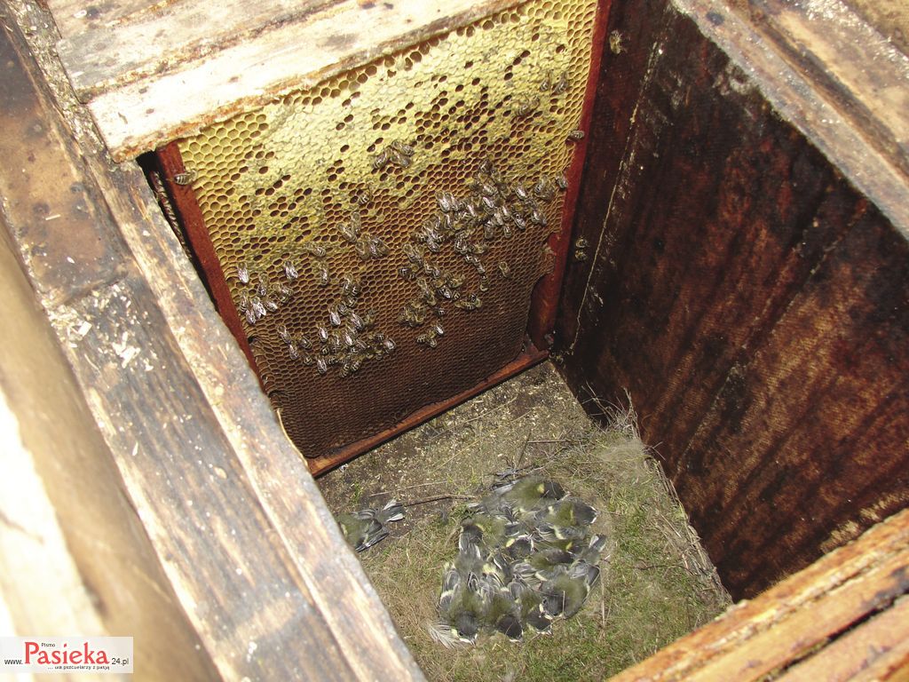 DSC00037_-_Rafal_Herbus