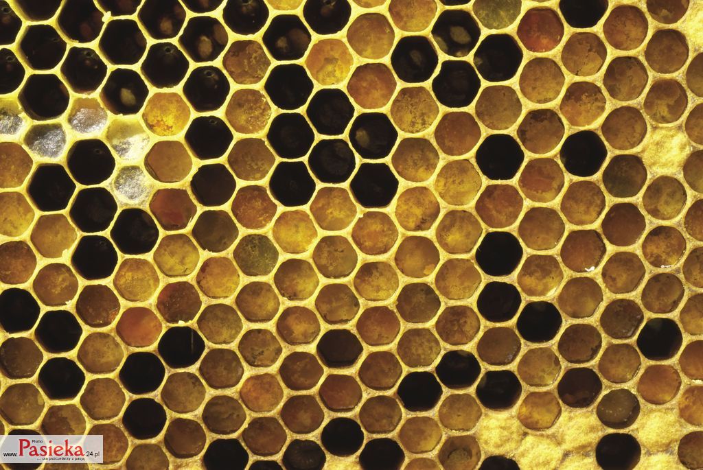 DSC00908%20-%20sapiolko