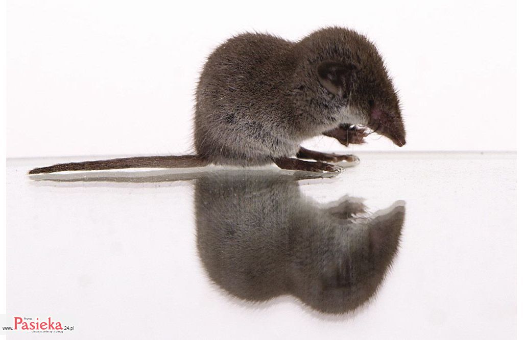 ziebielek_karliczek_wikipedia_Gartenspitzmaus