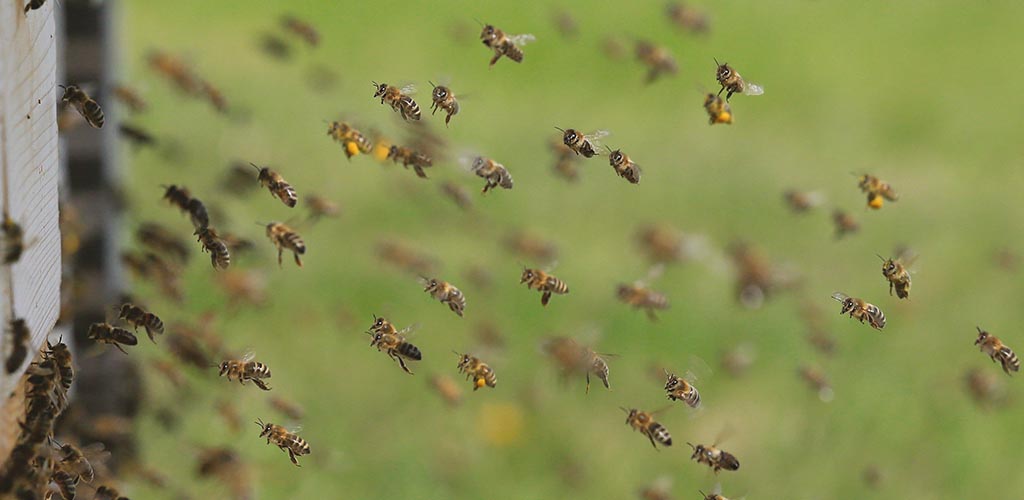 Ile_pszczol_liczy_rodzina_pszczela