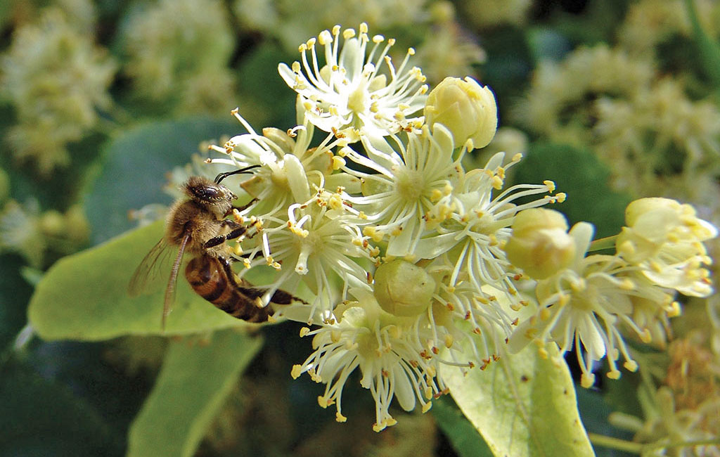 Wszystko o miodzie i jego pozyskiwaniu (r4_asd_078)