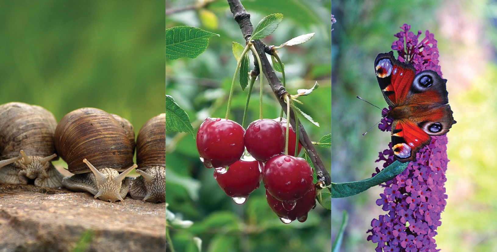 K2000 - Jak prowadzic ekoogród