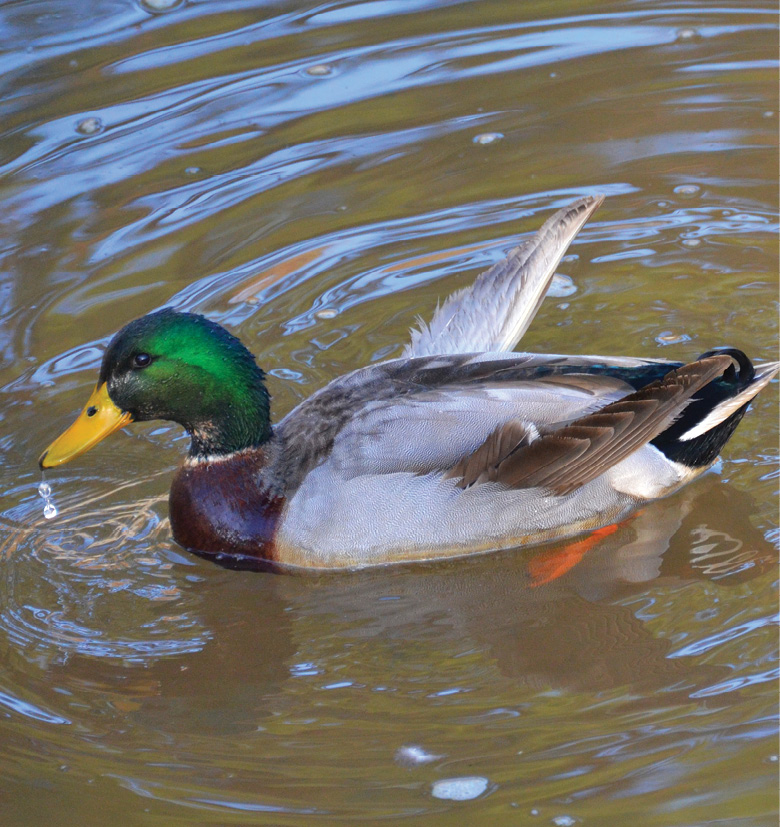 K2000 - Jak prowadzic ekoogród