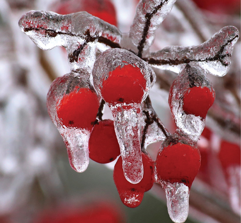 K2000 - Jak prowadzic ekoogród