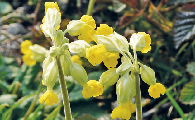 K2000 - Jak prowadzic ekoogród