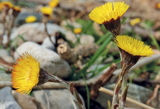 K2000 - Jak prowadzic ekoogród