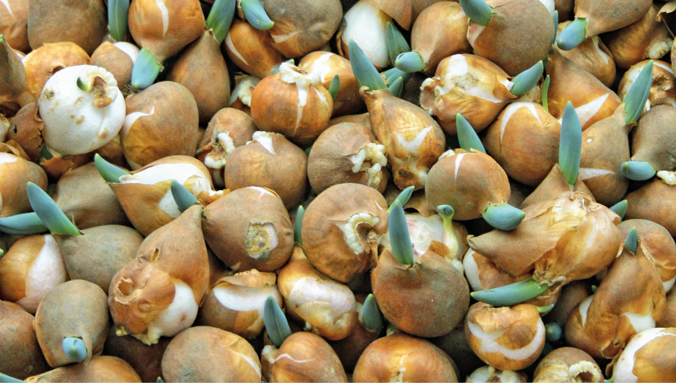 K2000 - Jak prowadzic ekoogród