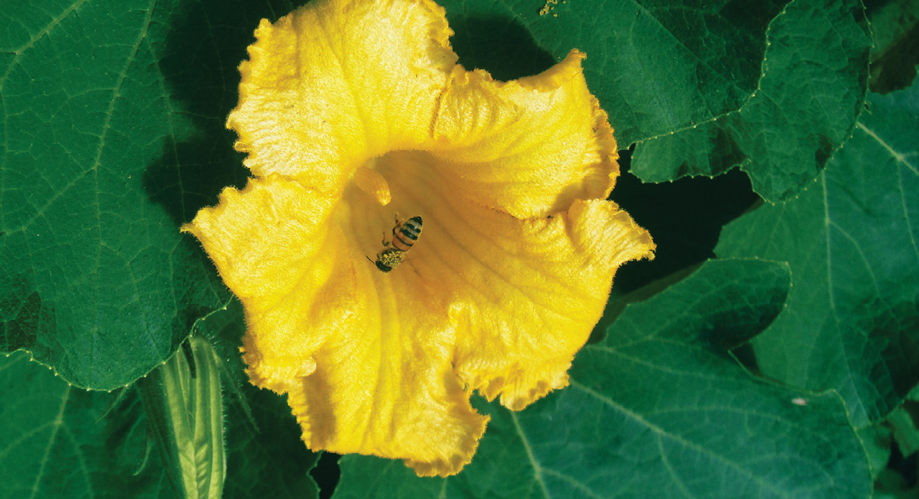 K2000 - Jak prowadzic ekoogród