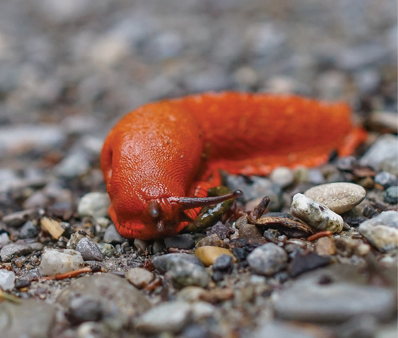 K2000 - Jak prowadzic ekoogród