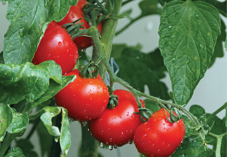 K2000 - Jak prowadzic ekoogród