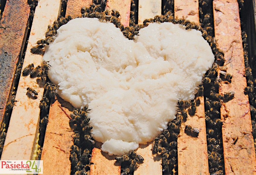 Jak zadbać o właściwy rozwój wiosenny rodzin pszczelich 