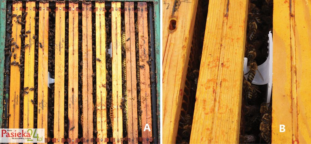 Fot. 3. Prawidłowe umiejscowienie pasków Apivaru w gnieździe: A) paski w odstępie kilku uliczek (ale nadal w obrębie ramek z czerwiem) włożone nieliniowo, B) Prawidłowo włożony pasek Apivaru, gdzie jego górna krawędź nie wystaje ponad krawędź ramki.