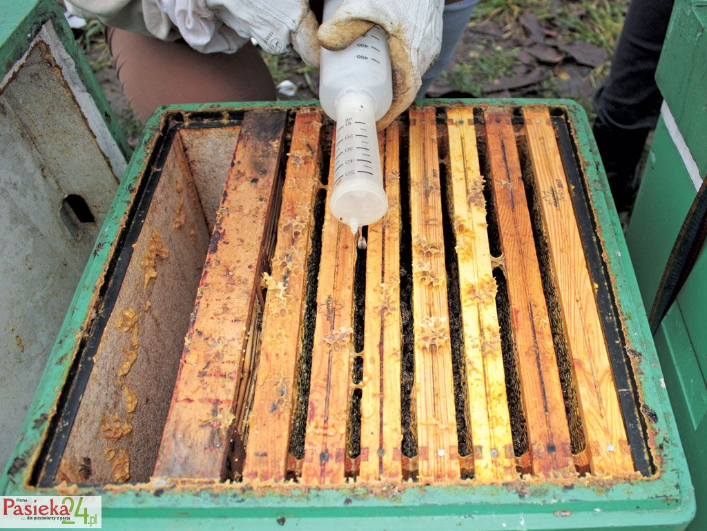 Fot. 3. Polewanie pszczół w uliczkach Oxybee za pomocą specjalnego aplikatora.