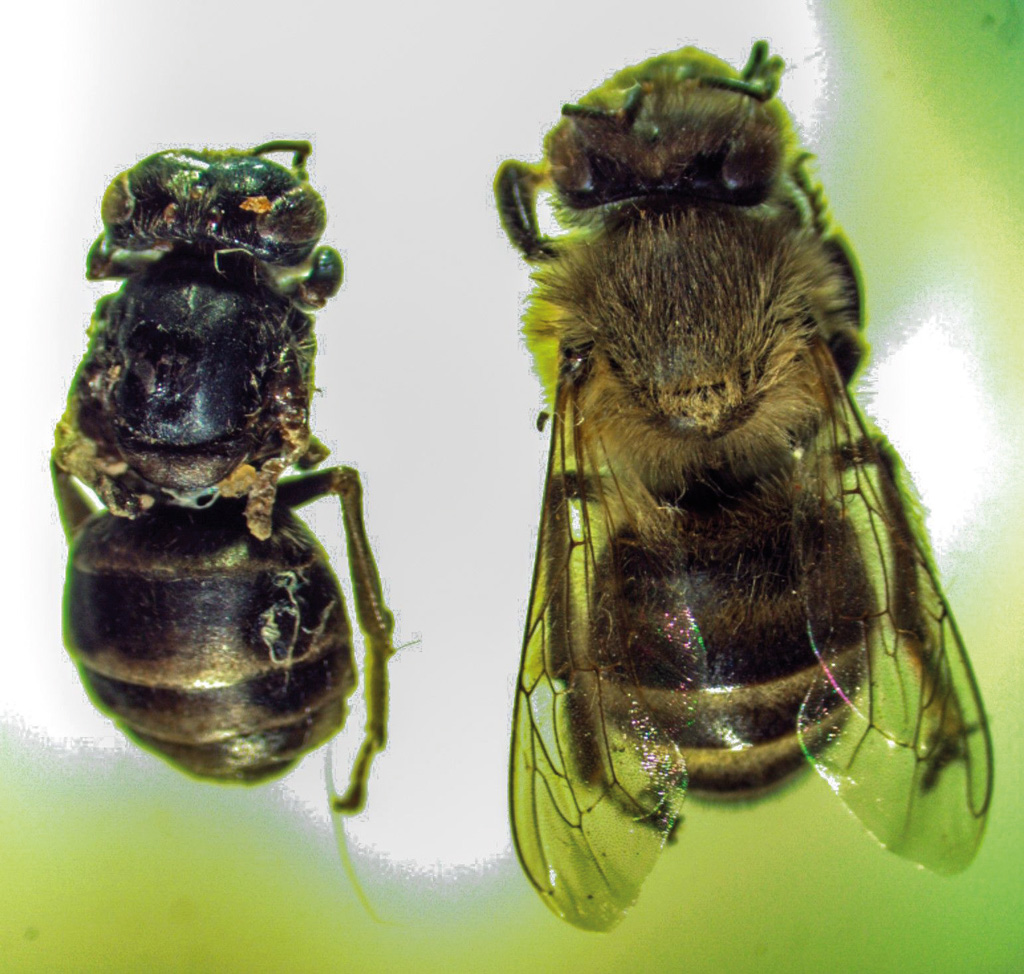 K231 Kompedium wiedzy o warrozie