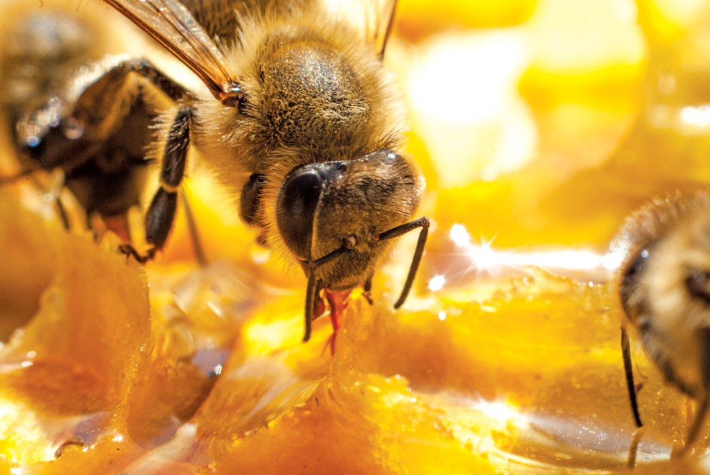 K231 Kompedium wiedzy o warrozie