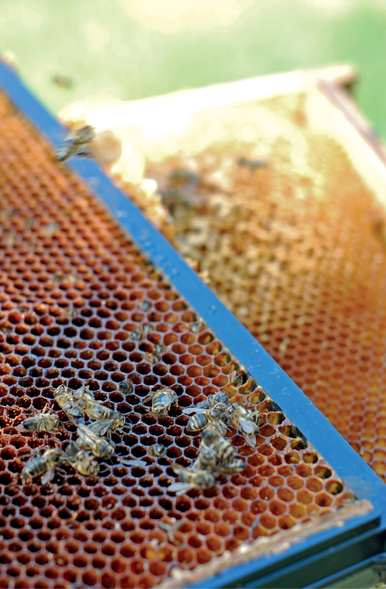 K231 Kompedium wiedzy o warrozie