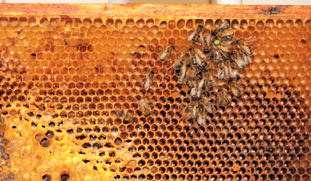 K231 Kompedium wiedzy o warrozie