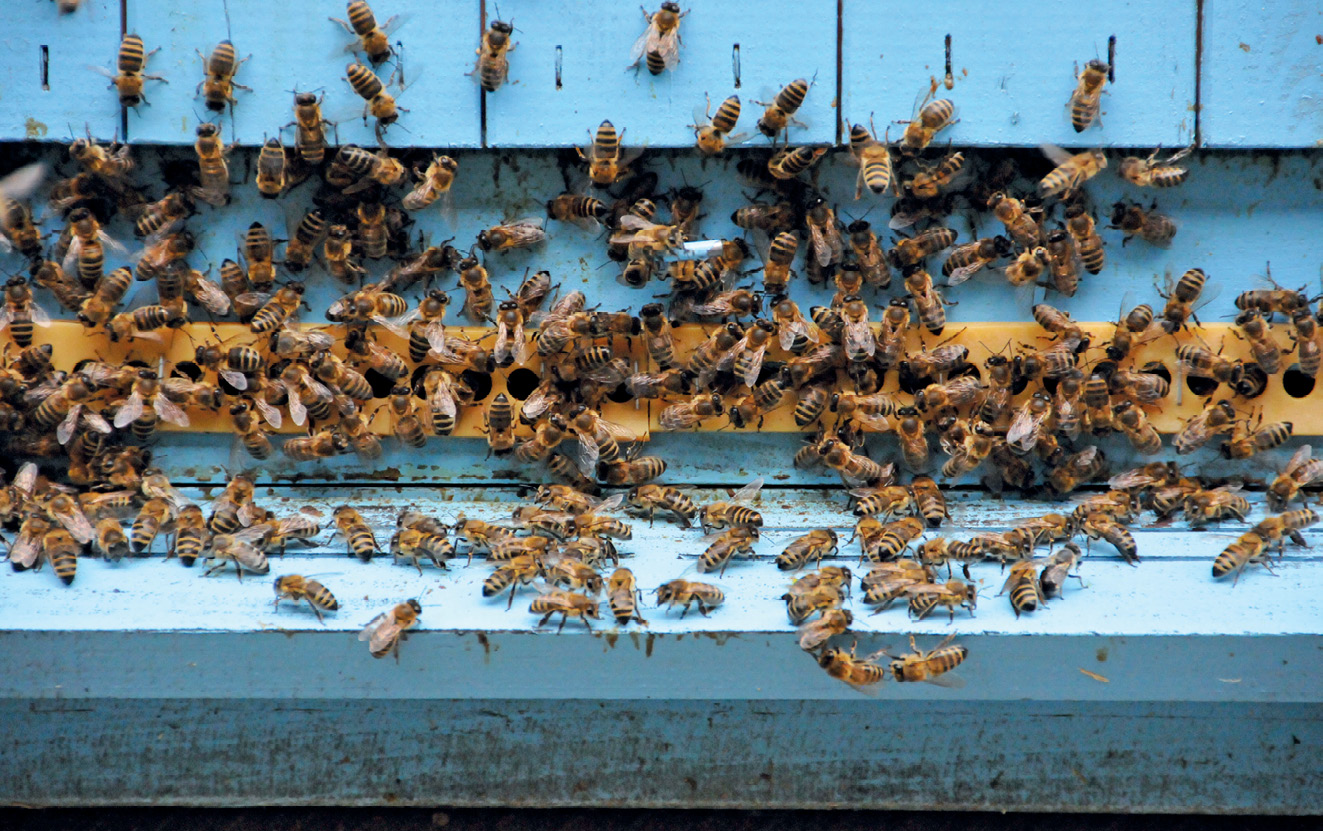 K231 Kompedium wiedzy o warrozie