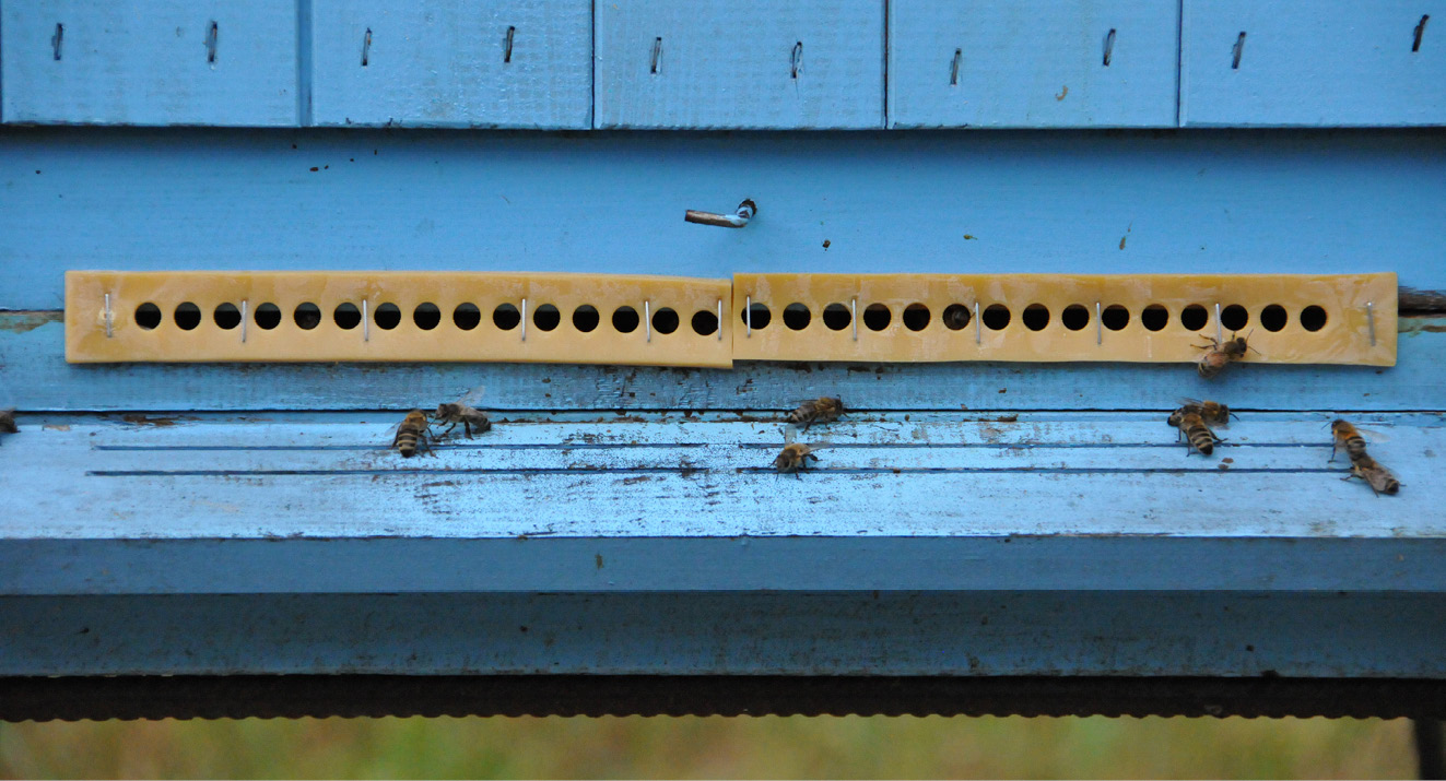 K231 Kompedium wiedzy o warrozie