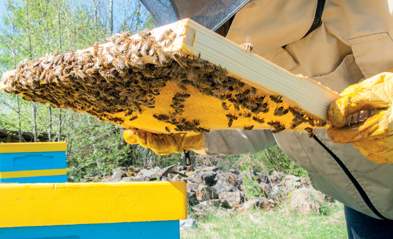 K231 Kompedium wiedzy o warrozie