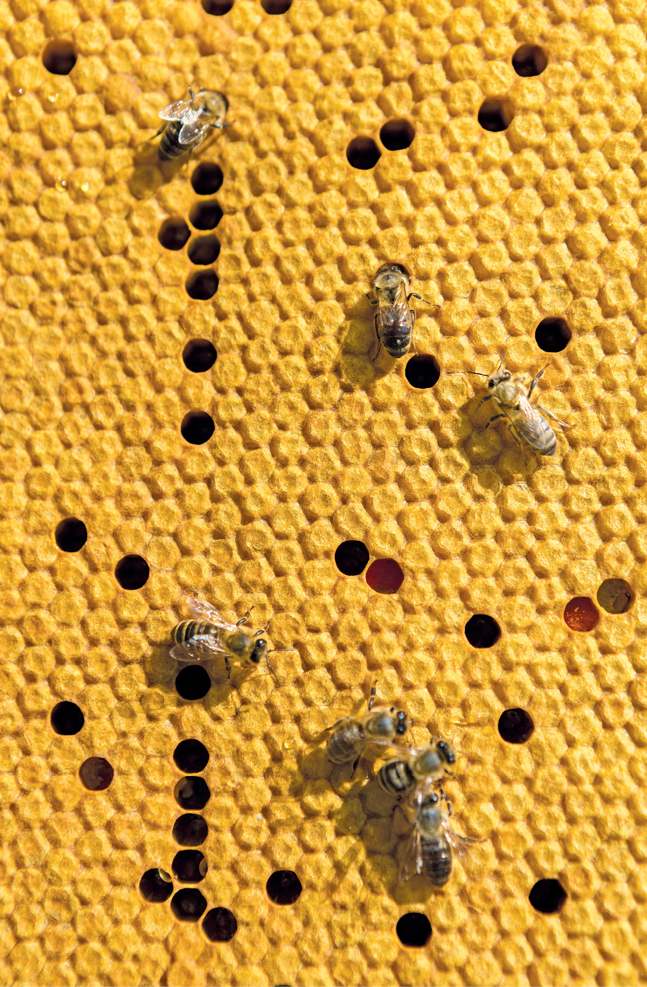 K231 Kompedium wiedzy o warrozie