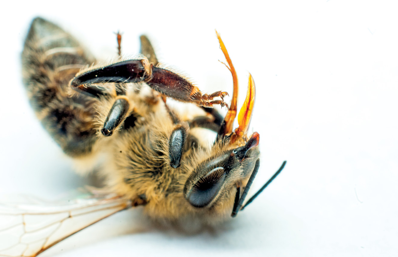 K231 Kompedium wiedzy o warrozie