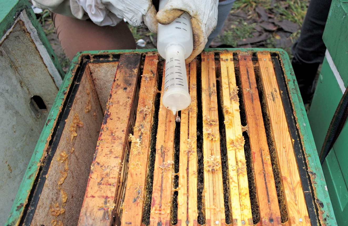 K231 Kompedium wiedzy o warrozie