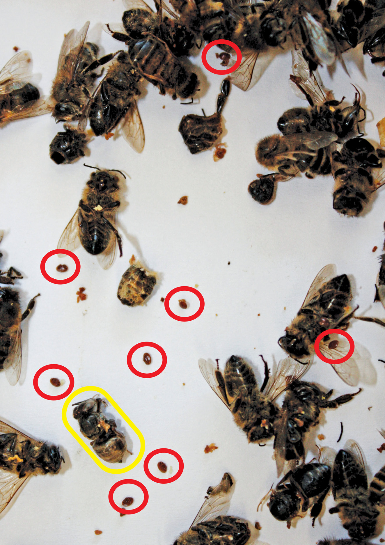 K231 Kompedium wiedzy o warrozie