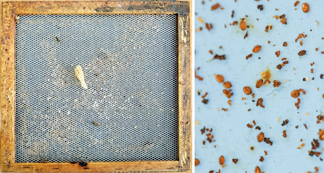 K231 Kompedium wiedzy o warrozie