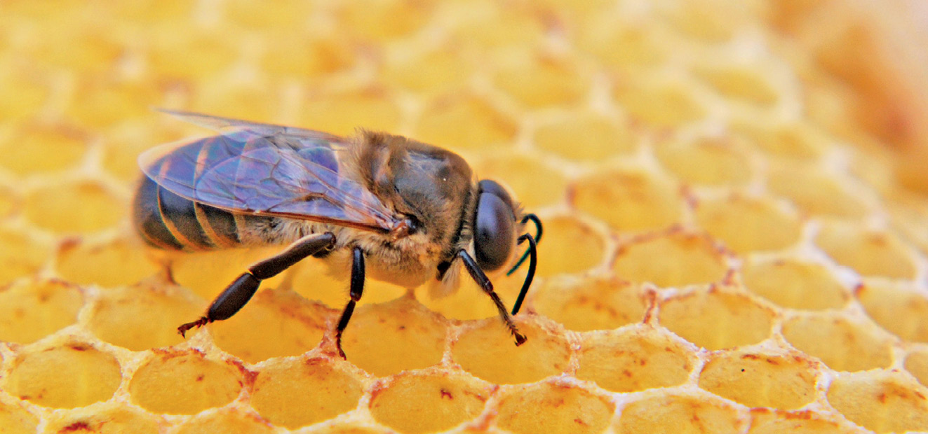 K231 Kompedium wiedzy o warrozie