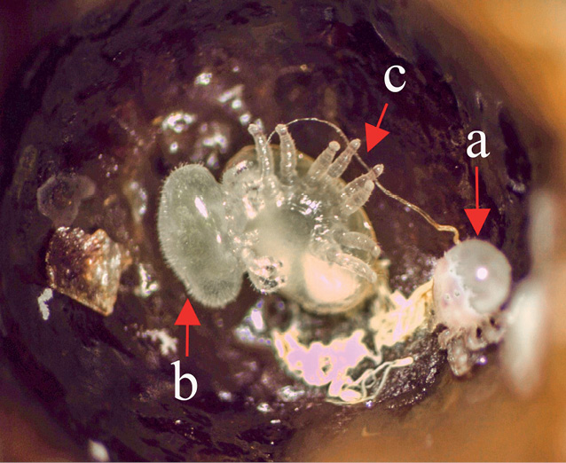 Fot. 2. Postaci rozwojowe: protonimfa (b), deutonimfa (c) i samiec (a).