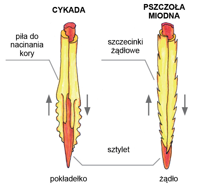 pasieka24.pl - Pszczelarskie fakty i mity