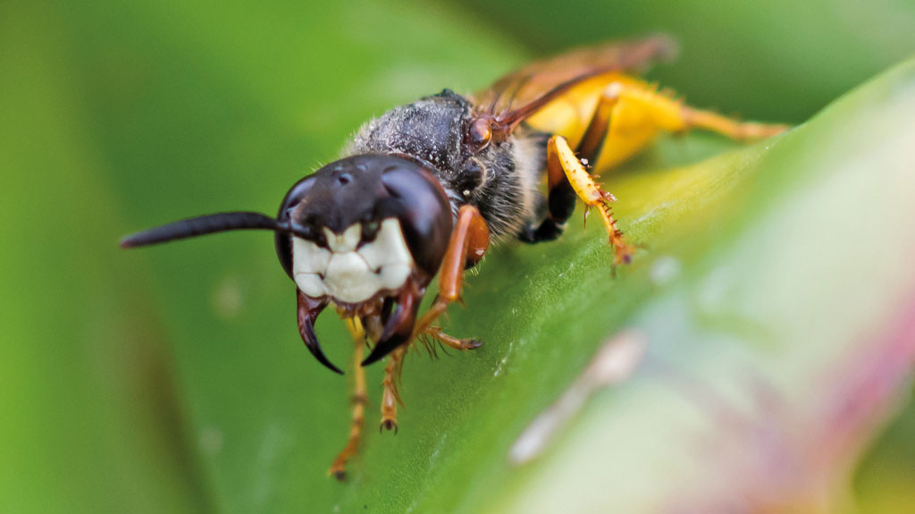 pasieka24.pl - Pszczelarskie fakty i mity