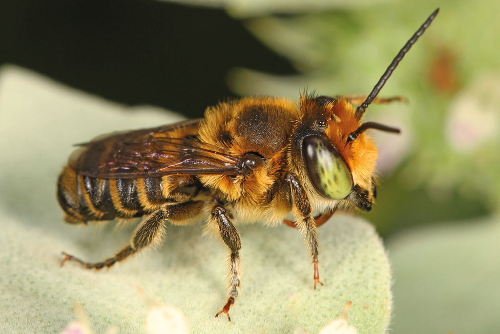 pasieka24.pl - Pszczelarskie fakty i mity