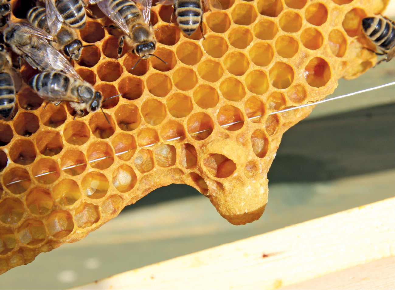 pasieka24.pl - Pszczelarskie fakty i mity