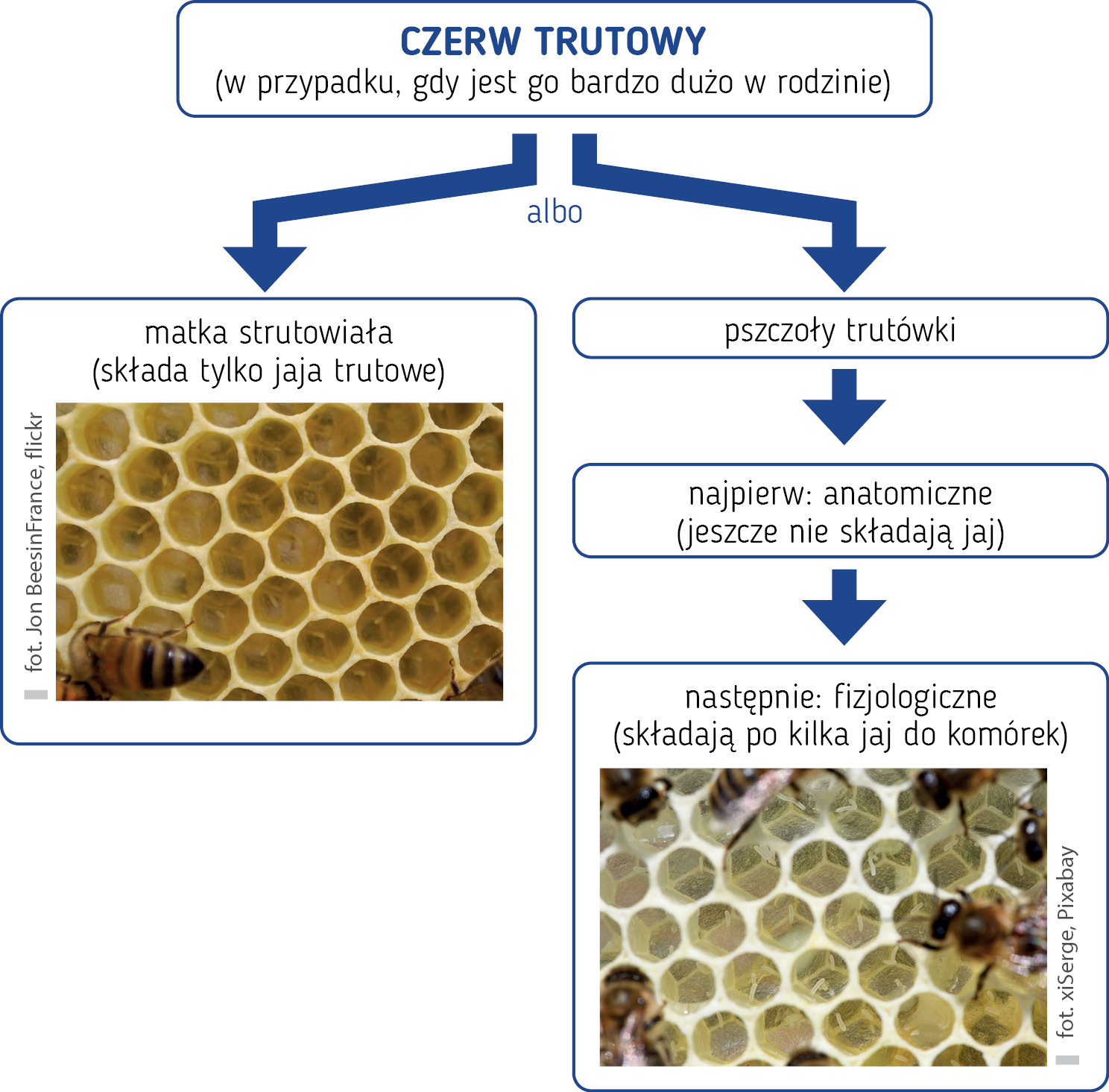 pasieka24.pl - Pszczelarskie fakty i mity