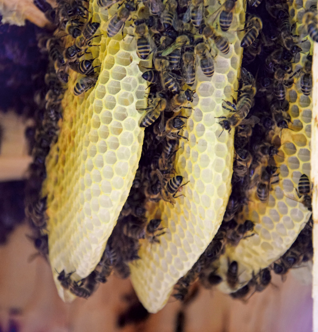 MIT: Bartnictwo było pierwotną formą gospodarki pszczelarskiej