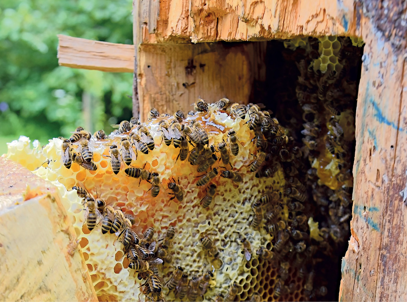 MIT: Pierwotna gospodarka w barciach oraz ulach kłodowych polegała jedynie na wybieraniu miodu