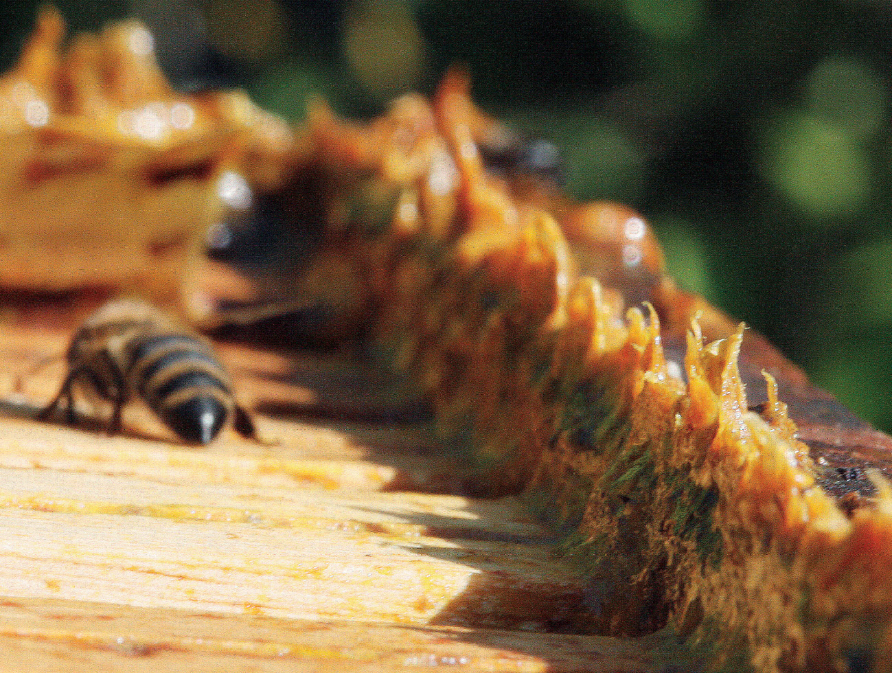 MIT: Propolis i kit pszczeli to nie jest to samo