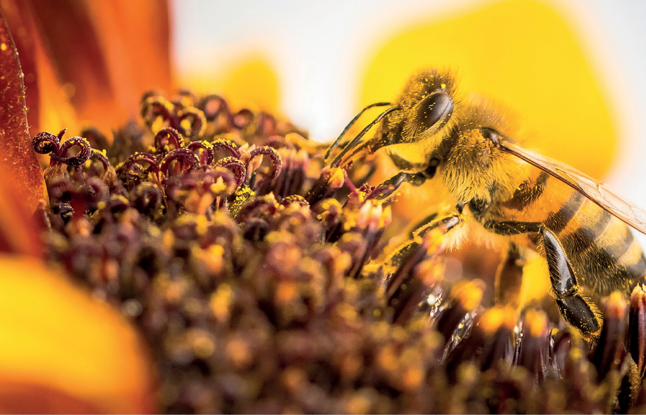 pasieka24.pl - Pszczelarskie fakty i mity