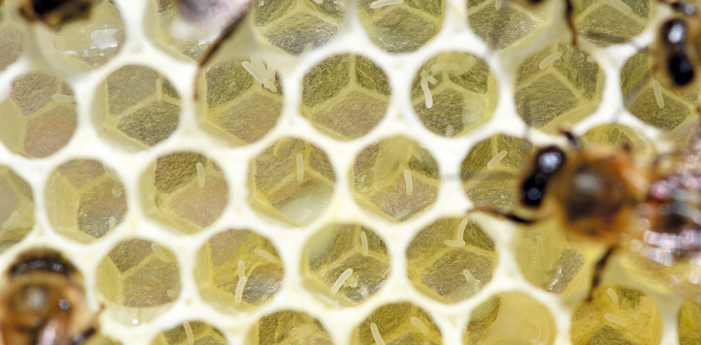 pasieka24.pl - Pszczelarskie fakty i mity