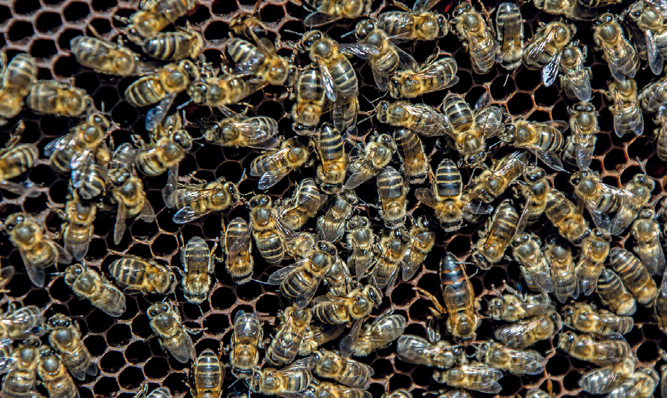 pasieka24.pl - Pszczelarskie fakty i mity