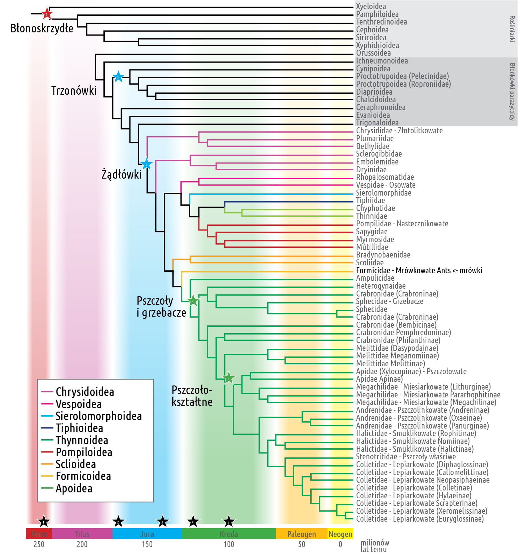 pasieka24.pl - Pszczelarskie fakty i mity