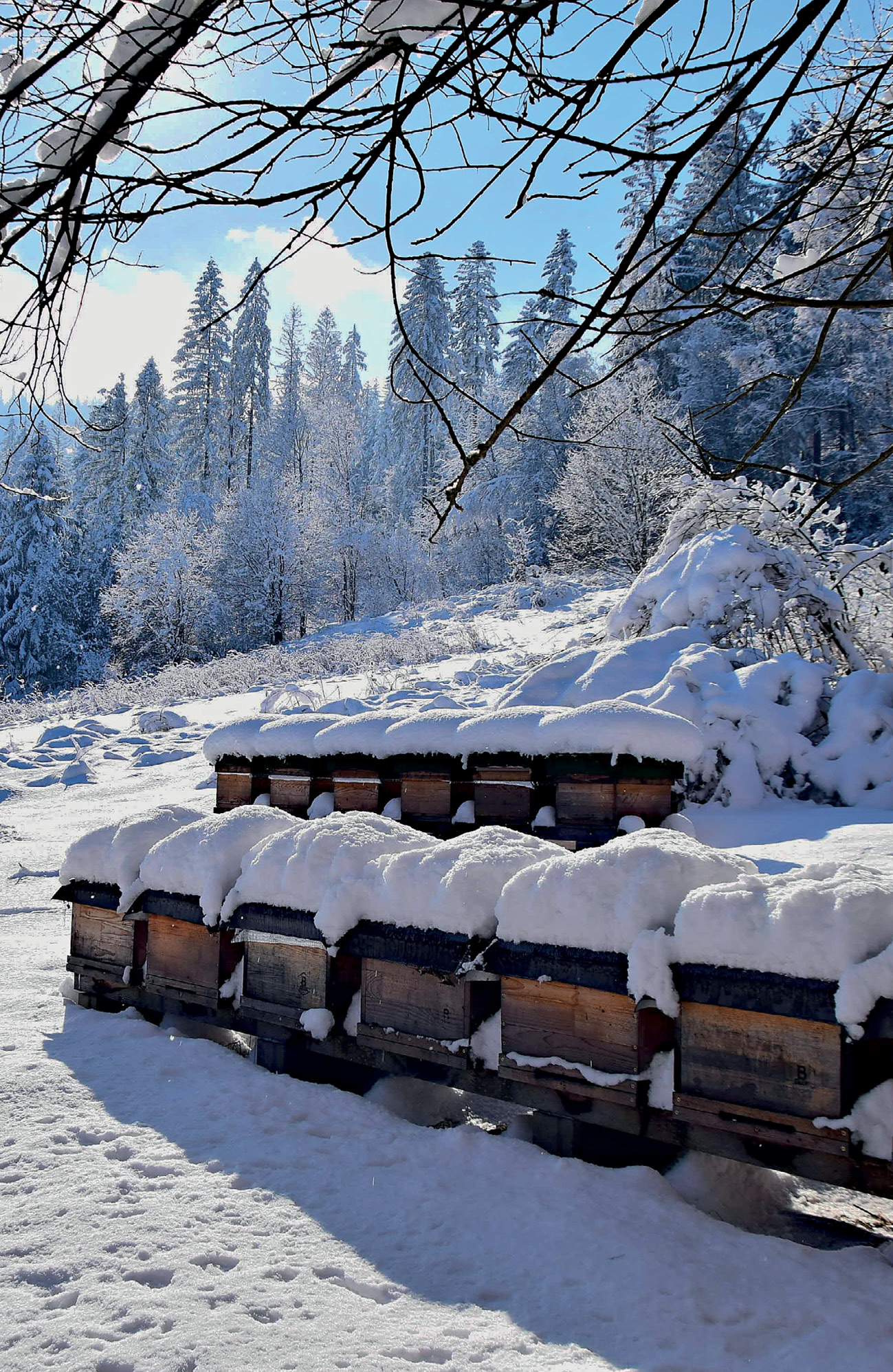 pasieka24.pl - Pszczelarskie fakty i mity