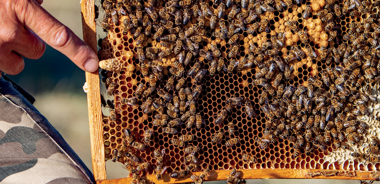 pasieka24.pl - Pszczelarskie fakty i mity