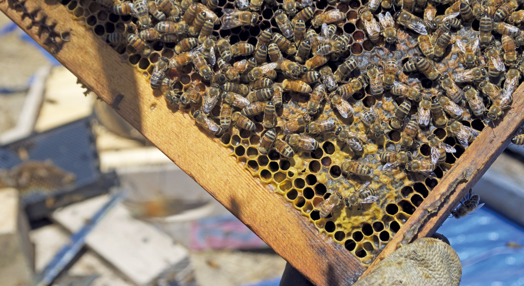 pasieka24.pl - Pszczelarskie fakty i mity